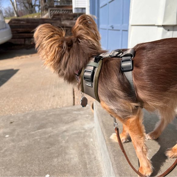 PETsRUS Premium No Pull Dog Harness 2 Leash Clips Olive Green Khaki Neoprene - Picture 6 of 10